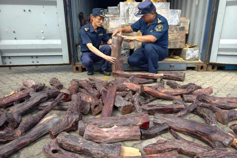 青岛海关查获违规进口濒危木材彰显执法成效(图1)