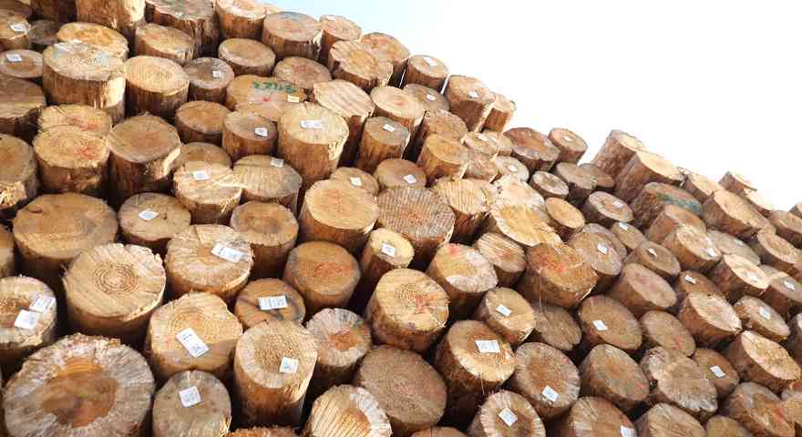 中国原木及锯材进口持续下滑，需求成本双压(图1)