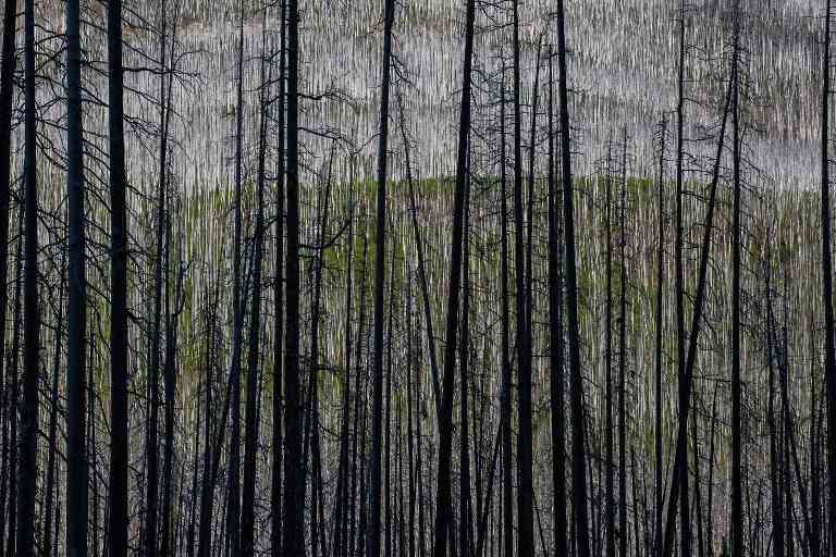 加拿大不列颠哥伦比亚省野火威胁加剧，生态系统面临严峻挑战(图1)