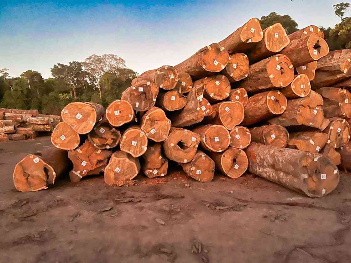 巴西木材出口遇挑战，热带锯材逆势增长(图1)