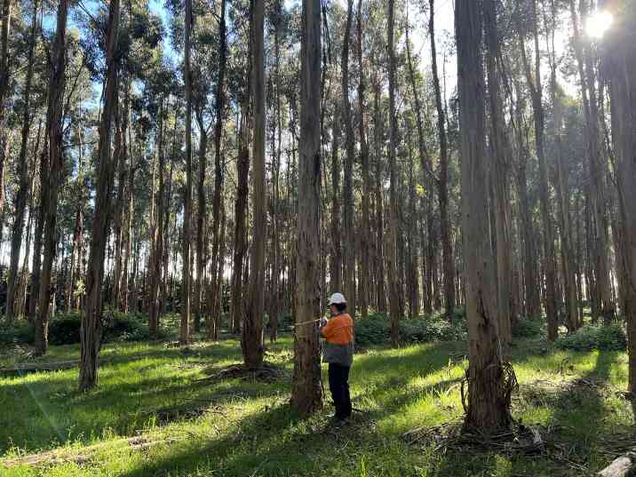昆士兰州投入260万澳元助推人工林硬木产业发展(图1)