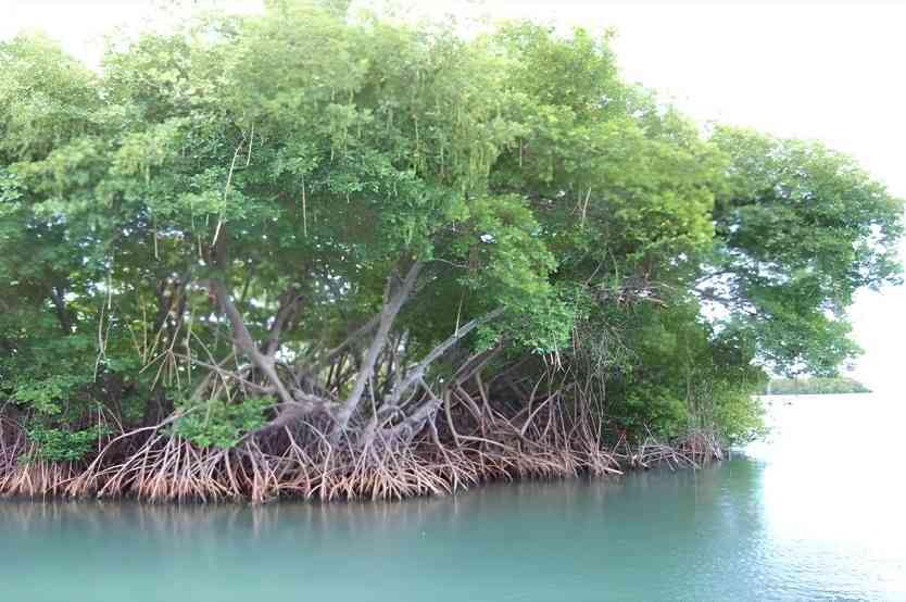 巴基斯坦红树林碳信用收入达数亿美元，生态效益显著(图1)