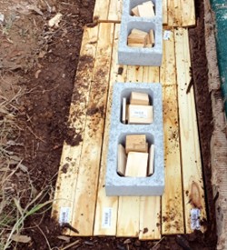 H2F处理木材抗洪防白蚁性能验证(图2)