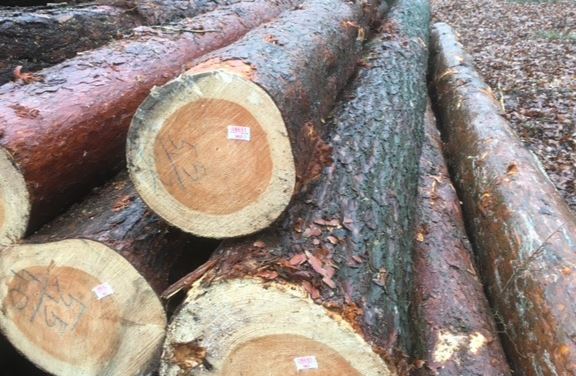 德国松木涨价潮持续 甲虫侵害引供应紧张(图1)
