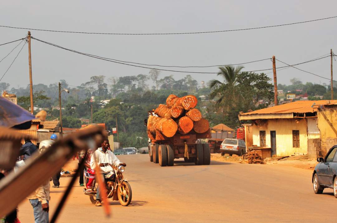 喀麦隆木材出口遇挑战：雨季影响与市场需求变化(图3)