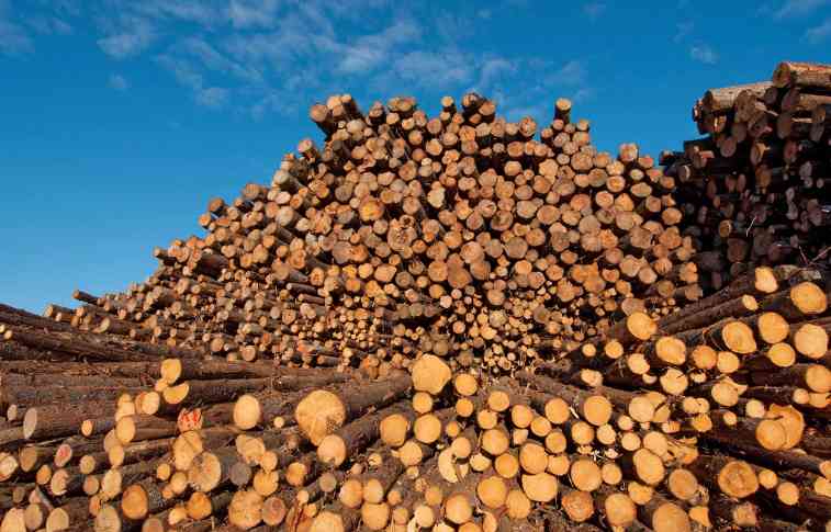 美国木材期货价格创新高，供需失衡推高市场(图3)