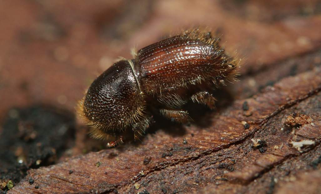 欧洲树皮甲虫灾害致针叶材市场供应紧张(图2)