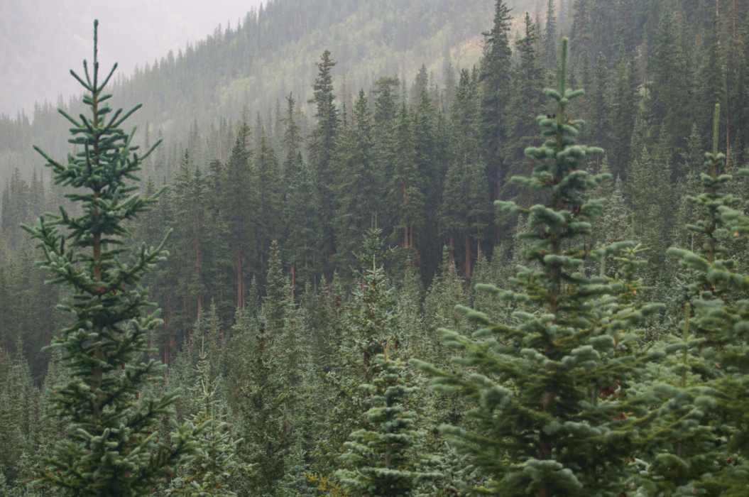 欧洲树皮甲虫灾害致针叶材市场供应紧张(图3)