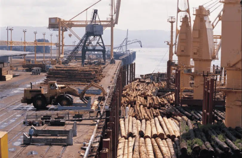 欧洲林业崛起：绿色经济关键支柱与投资机遇(图1)