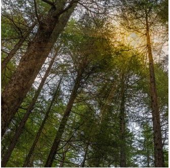 17.3万英亩林地易主！Greif以4.62亿美元出售Soterra，收益将用于债务偿还(图1)