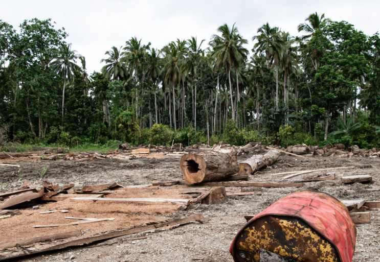 从“木头直接卖”到“技术一起赚”！所罗门参与“中国林业课”！(图3)