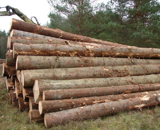 多国原木市场动态分化，挪威云杉价格创纪录，美国硬木出口遇冷(图1)