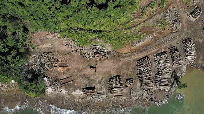 从“木头直接卖”到“技术一起赚”！所罗门参与“中国林业课”！(图1)