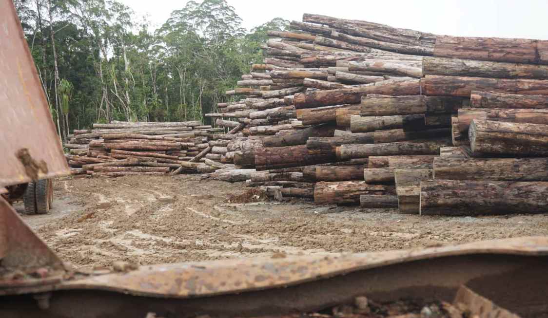 从“木头直接卖”到“技术一起赚”！所罗门参与“中国林业课”！(图4)