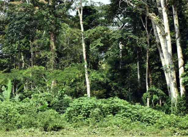 喀麦隆森林生态价值达619亿美元,碳固存占比96%(图1) 喀麦隆森林生态价值达619亿美元,碳固存占比96%(图1)