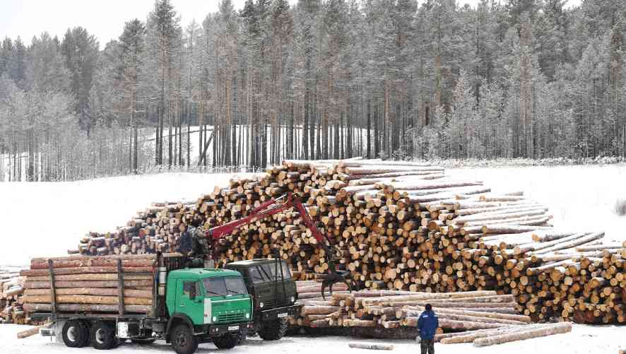 俄罗斯木材出口中国增长 9.74万立方米(图1)