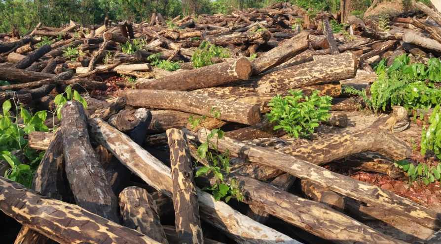 重创！一木材大厂濒临倒闭！超800人面临失业，当地：绝不坐视不管(图1)