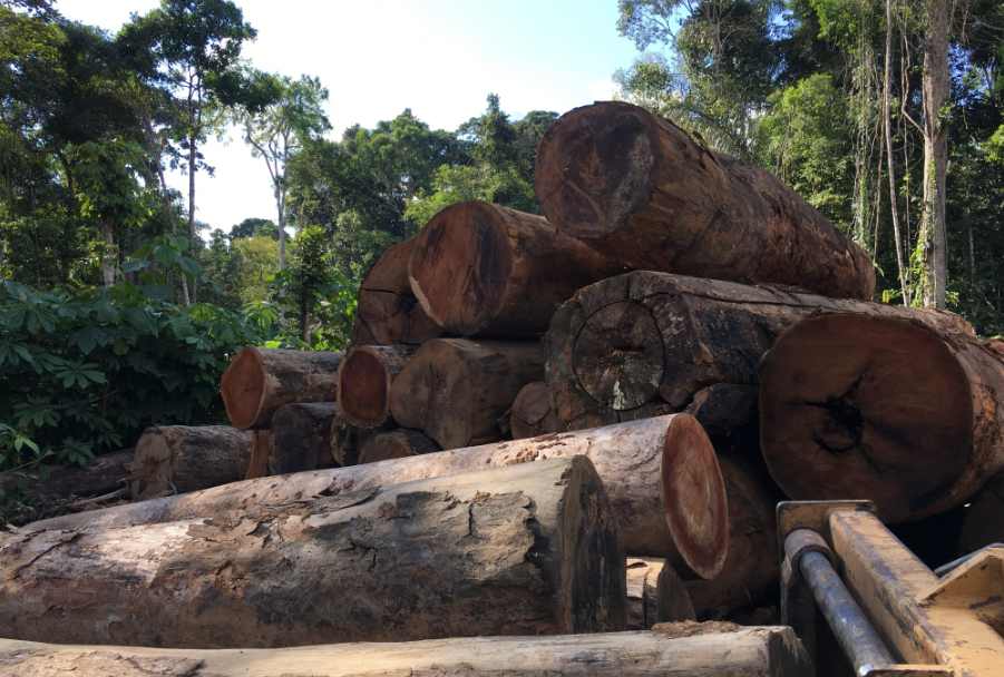 重创！一木材大厂濒临倒闭！超800人面临失业，当地：绝不坐视不管(图2)