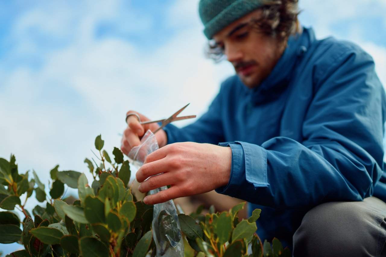 塔斯马尼亚桉树遇生存威胁！学生借遗传研究助力保护行动(图1)