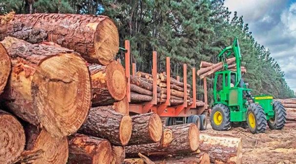 多元化布局显效：比奥比奥林业产品出口逆势增长4.7%(图1)