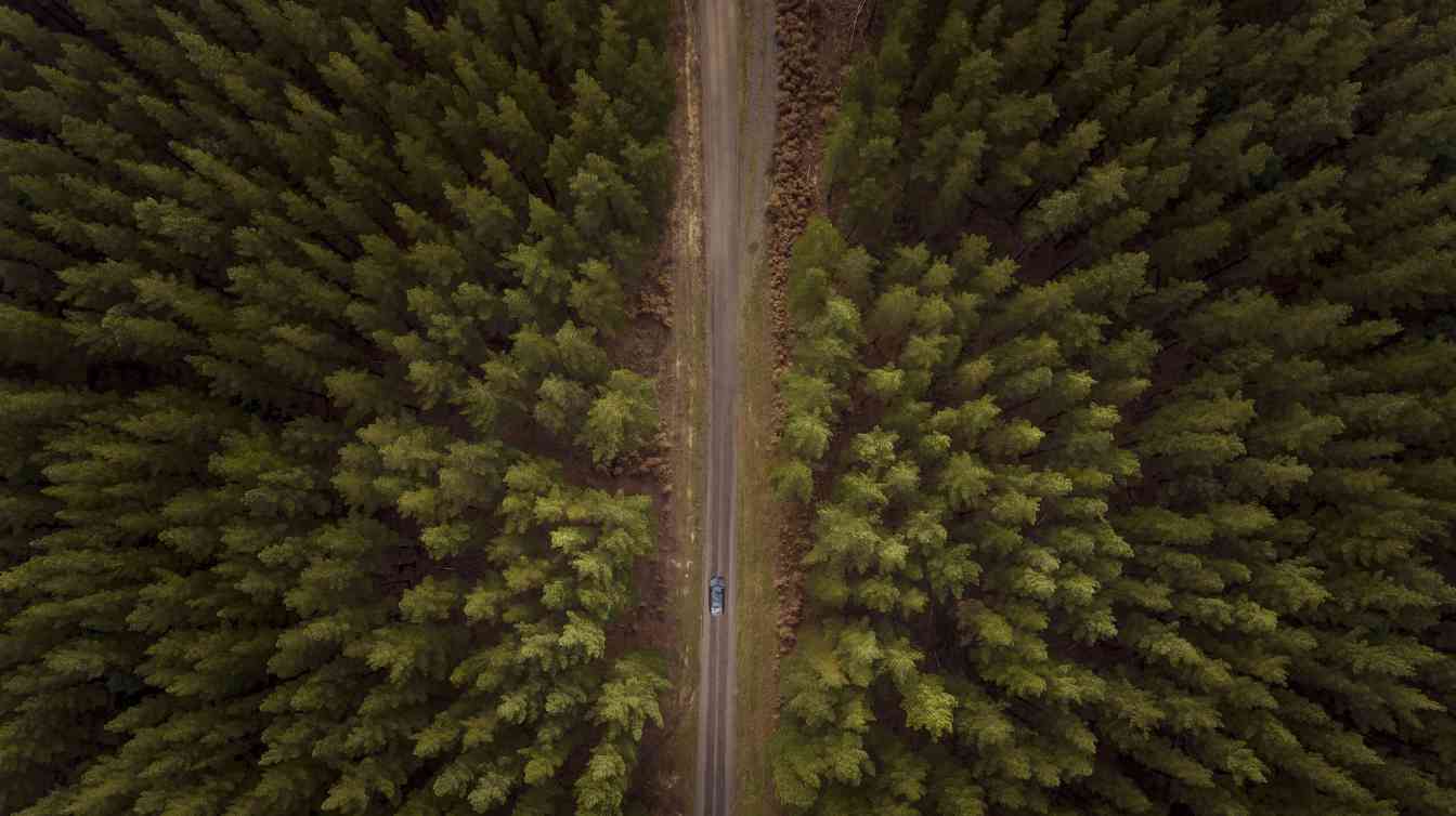 应对全球需求激增：澳大利亚通过SPEP计划筑牢木材供应链主权(图1)