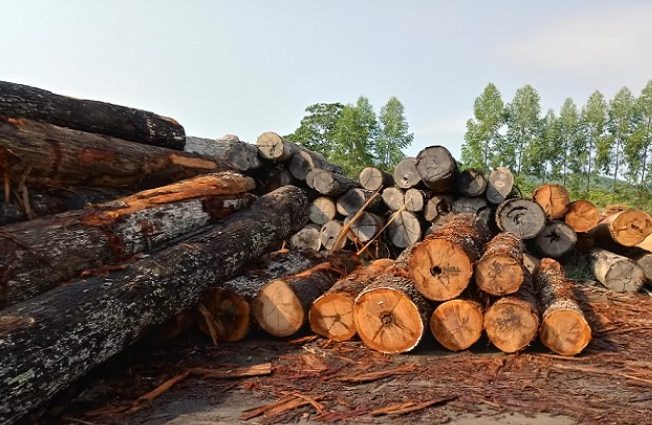 这地木材出口“大崩盘”！订单一夜消失，工厂被迫停工！(图2)