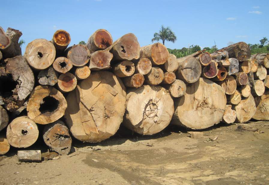 这地木材出口“大崩盘”！订单一夜消失，工厂被迫停工！(图1)