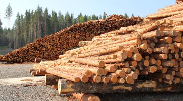 木头贵疯了！商家：几乎上涨三分之一！中国木材厂订单要悬？(图1)