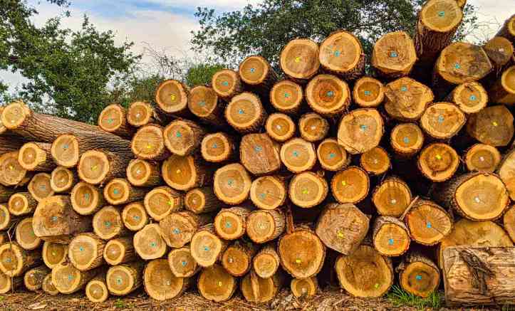 木头贵疯了！商家：几乎上涨三分之一！中国木材厂订单要悬？(图3)