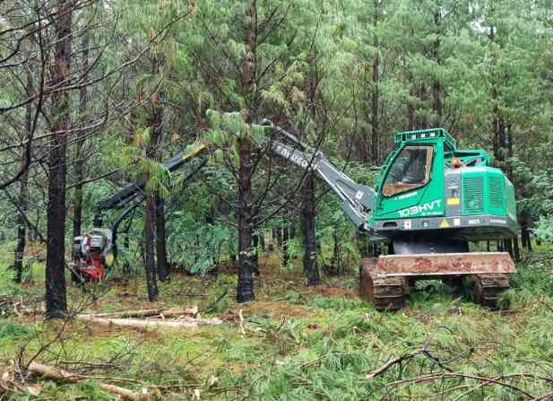 投资机构出手！南非这家百年木材公司得到重大投资(图2)
