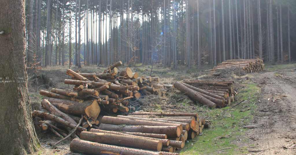 欧洲森林管理模式危机：74%同龄林面临气候风险威胁(图2)