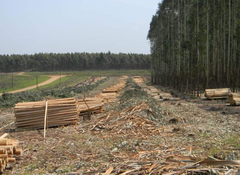 New Forests投资南非林业企业Rance Timber拓展非洲市场(图1)