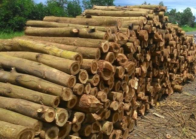 印尼2025年9月木材出口价格分化 柚木飙升松木创新高(图2)