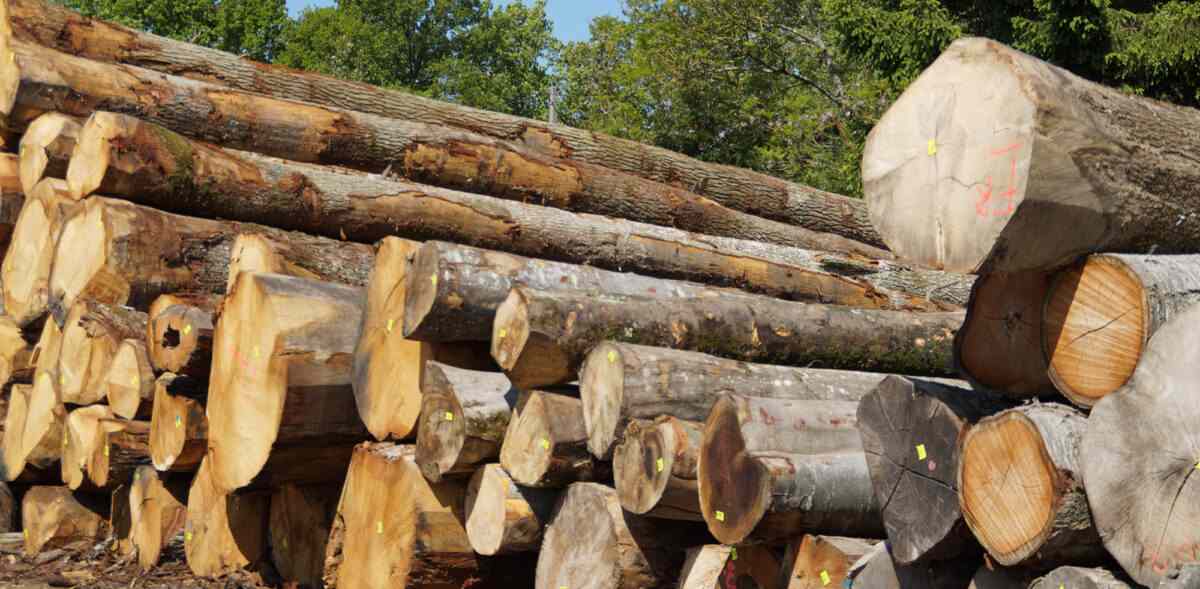 欧盟森林砍伐法规重压木材业 德国企业年增30亿欧元负担(图1)