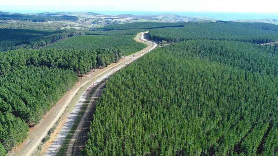 气候目标与经济现实的冲突：瑞典芬兰反对欧盟强制削减木材采伐量(图2)