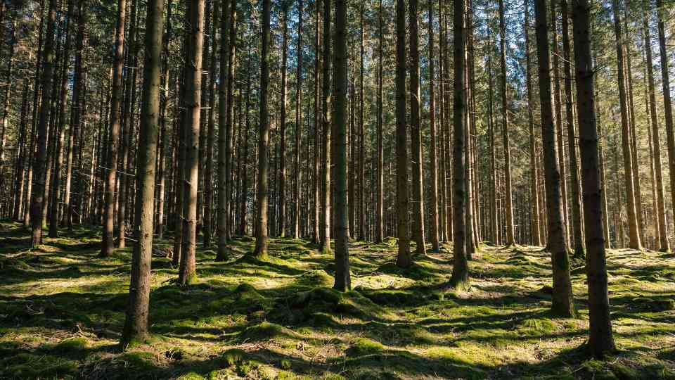 FSC森林认证助力澳新林业可持续发展(图2)