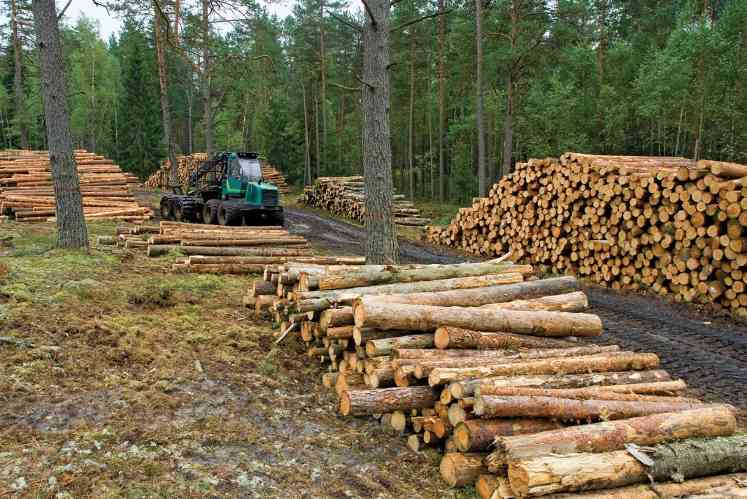 德国南部木材市场回暖 价格稳步上涨供需格局改善(图1)