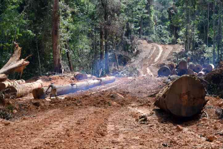 加蓬木材出口面临监管升级 供应链挑战加剧成本压力(图1)