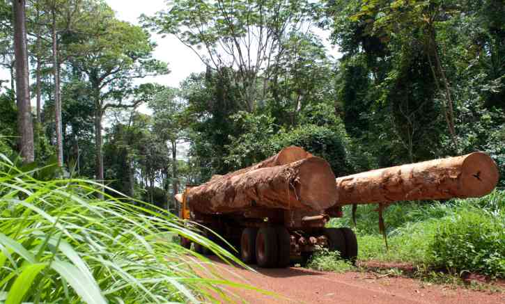 加蓬木材出口面临监管升级 供应链挑战加剧成本压力(图3)