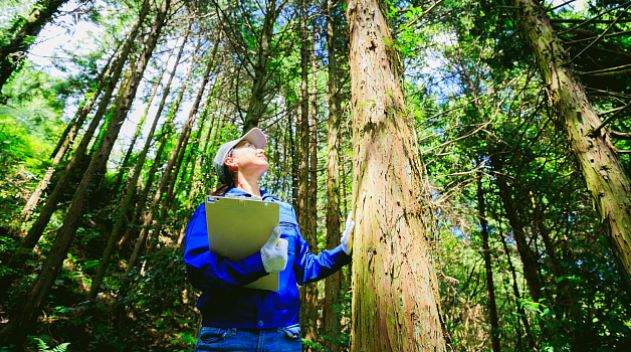 印尼推动林业绿色就业发展 农林业创新实践创造可持续职业机遇(图1)