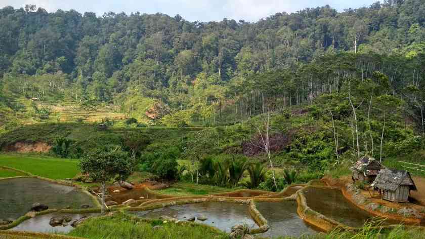 印尼推动林业绿色就业发展 农林业创新实践创造可持续职业机遇(图2)