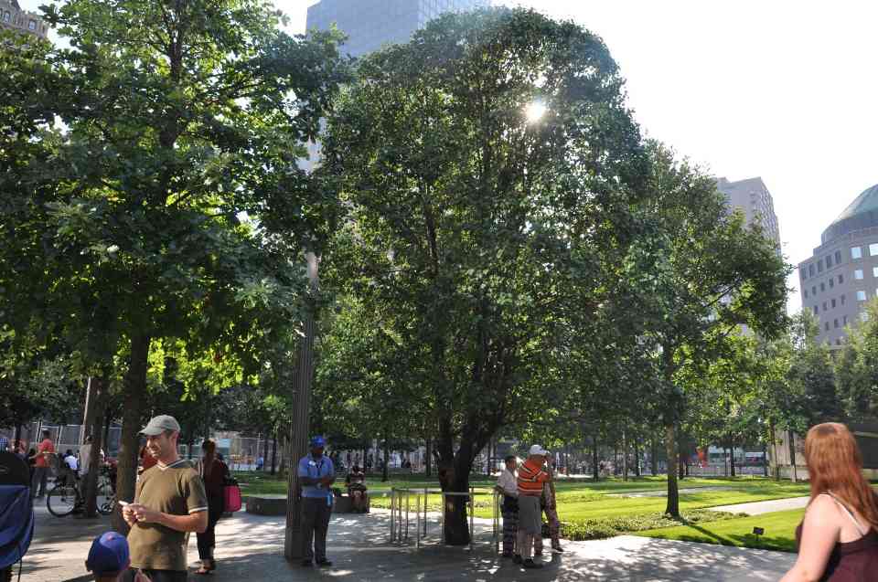 9/11幸存者树：废墟中重生的生命象征(图2)