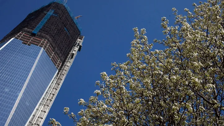 9/11幸存者树：废墟中重生的生命象征(图1)