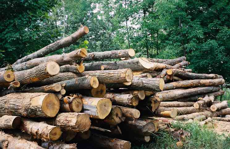 美国森林产业联盟吁请政府采取紧急措施应对行业危机(图1)