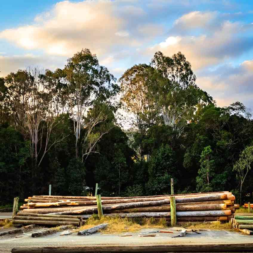 澳洲伐木禁令冲击林业工人 livelihoods，环保组织主导政策制定引发争议(图1)