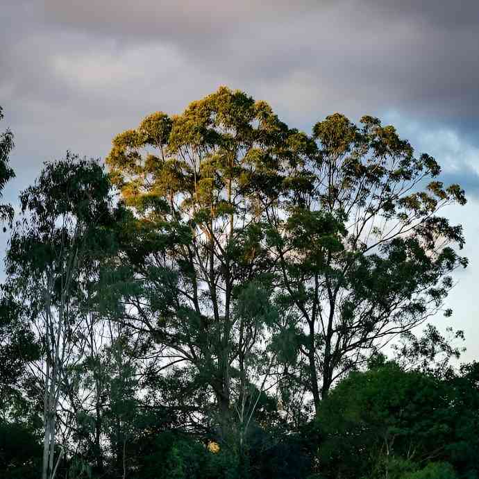 澳洲伐木禁令冲击林业工人 livelihoods，环保组织主导政策制定引发争议(图4)