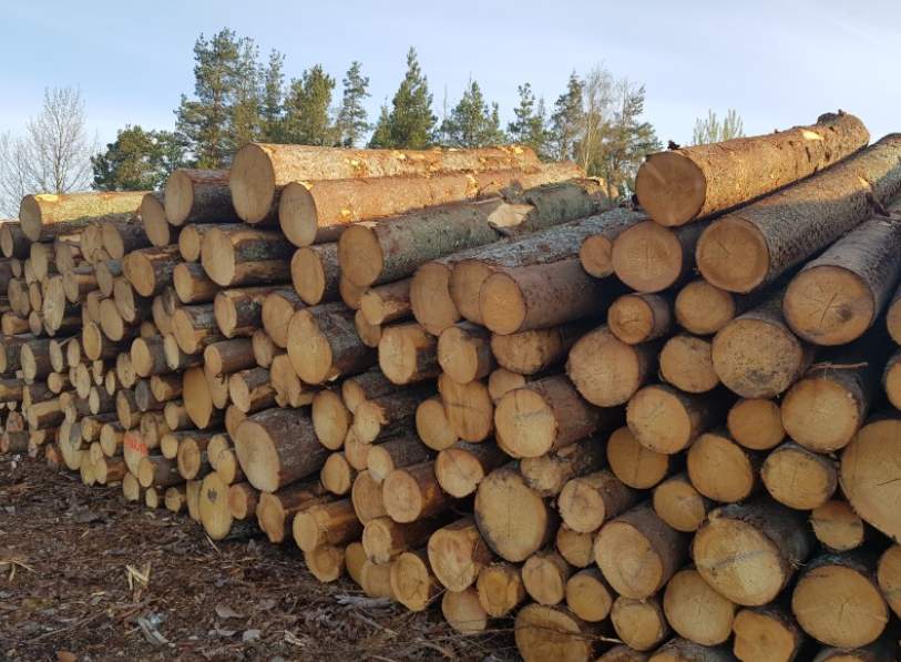 德国木材市场分化明显 软木需求旺盛硬木供应收紧(图1)