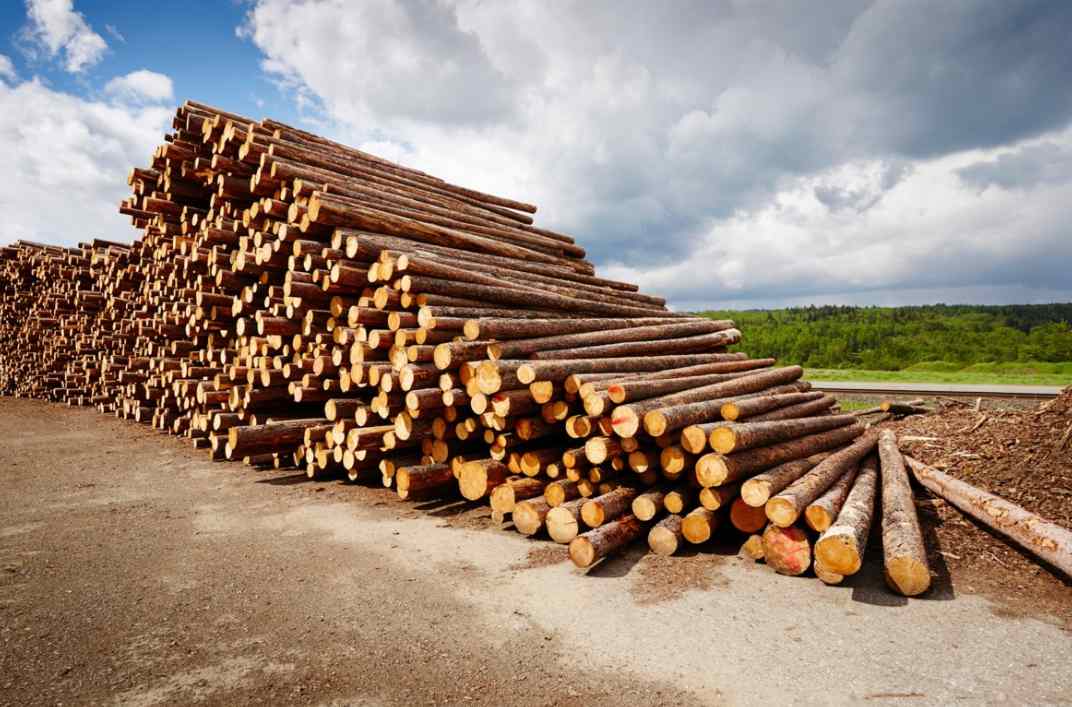 德国木材市场分化明显 软木需求旺盛硬木供应收紧(图4)