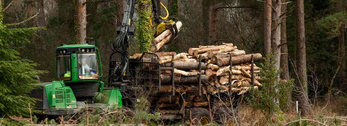 2025年欧洲木材市场分化加剧 德国橡木出口暴增26%(图2)
