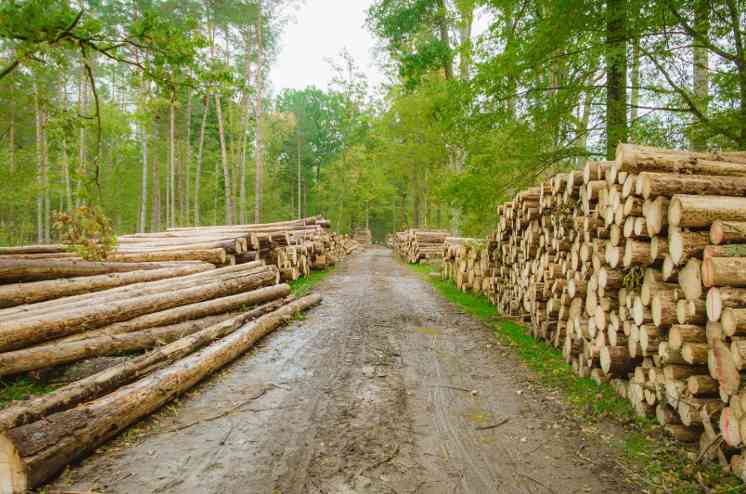 中国进口波兰木材量缩价升 结构性变化明显(图3)